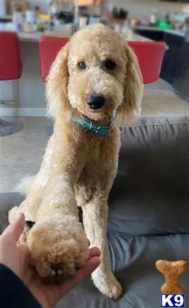 Goldendoodles stud dog