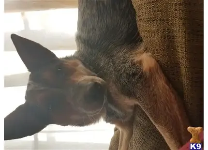 Australian Cattle Dog