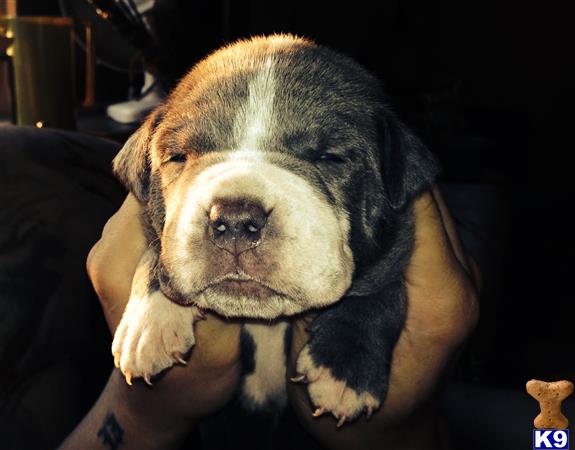 american pit bull puppy posted by mtunze33