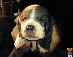 american pit bull puppy posted by mtunze33