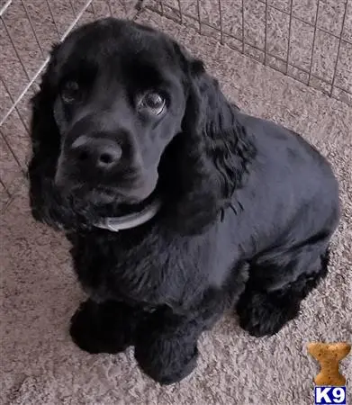 Cocker Spaniel stud dog