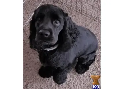 Cocker Spaniel