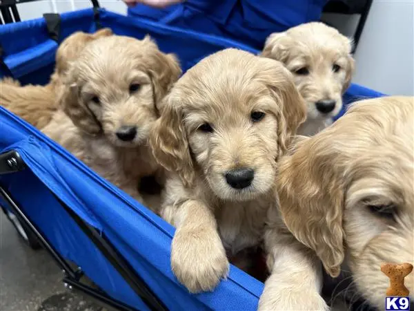 Goldendoodles puppy for sale