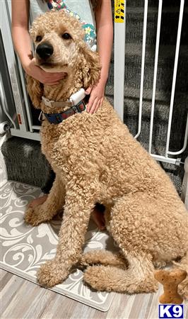a poodle dog sitting on a chair