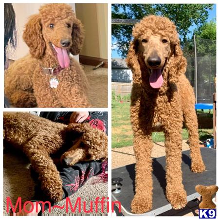 Poodle puppy for sale