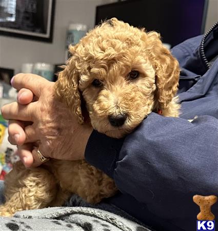 Poodle puppy for sale
