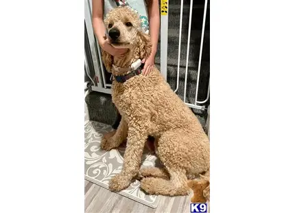 Goldendoodles