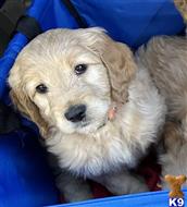 goldendoodles puppy posted by muffinpoodle