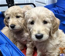goldendoodles puppy posted by muffinpoodle