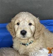 goldendoodles puppy posted by muffinpoodle