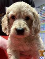 goldendoodles puppy posted by muffinpoodle