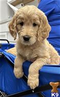 goldendoodles puppy posted by muffinpoodle