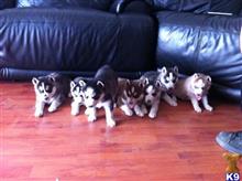 Siberian Husky