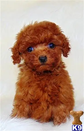 Poodle puppy for sale