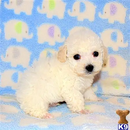 Poodle puppy for sale