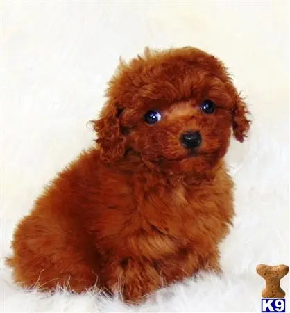 Poodle puppy for sale