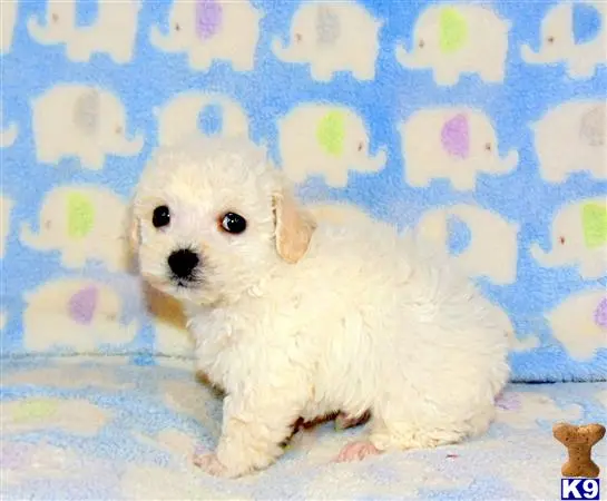 Poodle puppy for sale