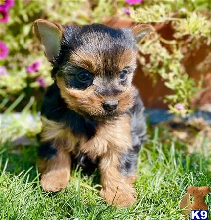 Yorkshire Terrier puppy for sale