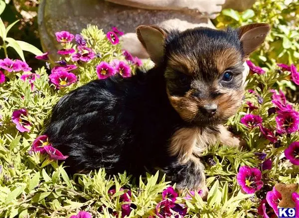 Yorkshire Terrier puppy for sale