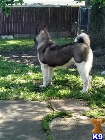 Akita stud dog