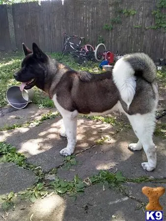 Akita stud dog