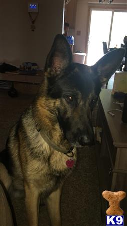 a german shepherd dog standing in a room