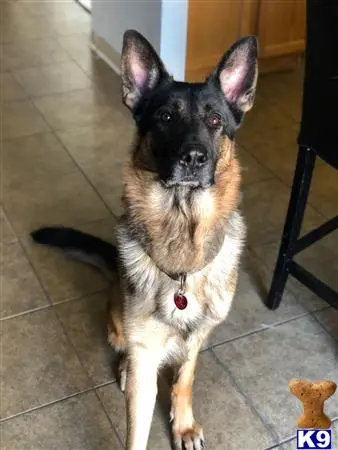 German Shepherd stud dog