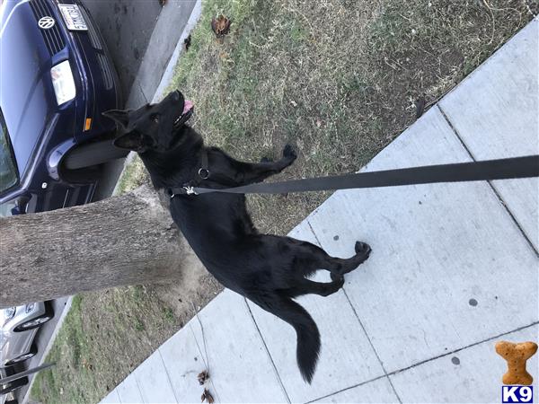 a black german shepherd dog and a black german shepherd dog on a sidewalk