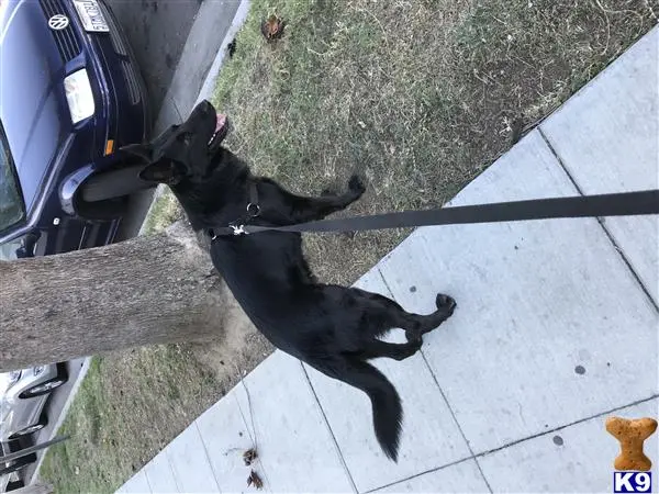 German Shepherd stud dog