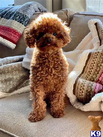 a poodle dog sitting on a couch