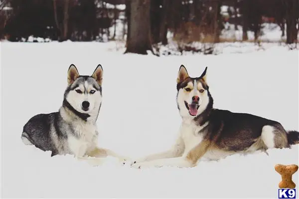 Siberian Husky stud dog