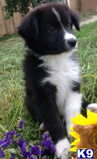 australian shepherd puppy posted by mustangldy967