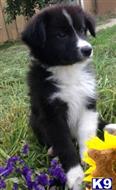 australian shepherd puppy posted by mustangldy967