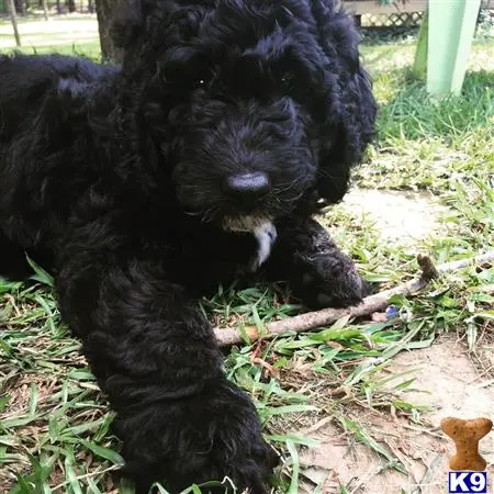 Goldendoodles puppy for sale