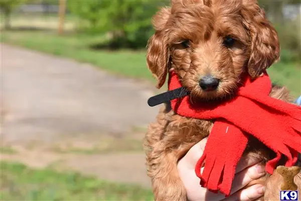 Goldendoodles puppy for sale