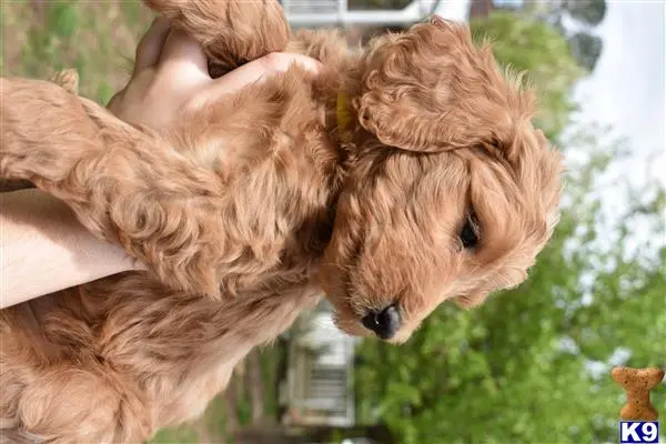 Goldendoodles puppy for sale