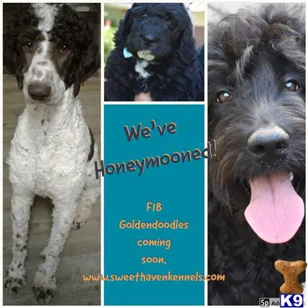 Goldendoodles puppy for sale