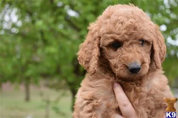 Goldendoodles puppy for sale