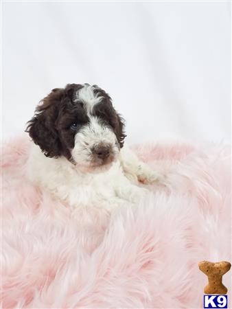 a poodle dog lying on its back