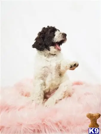 Poodle puppy for sale