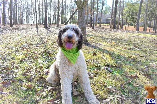 Poodle stud dog