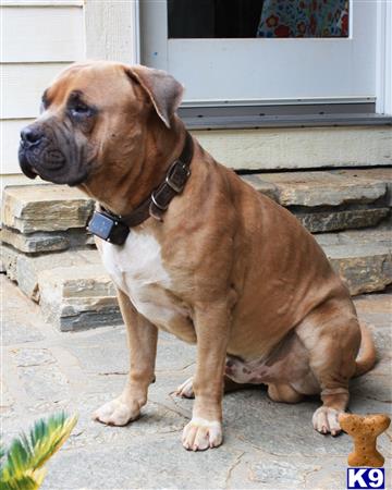 Alapaha Blue Blood Bulldogs dog