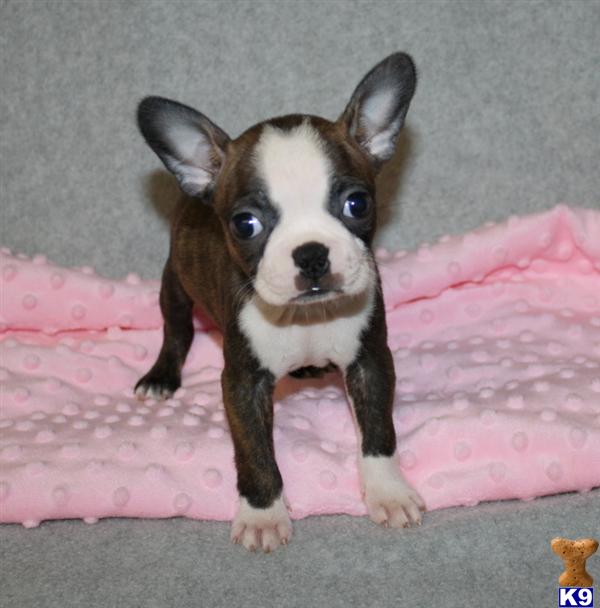 Boston Terrier Puppy for Sale Boston Terrier puppy