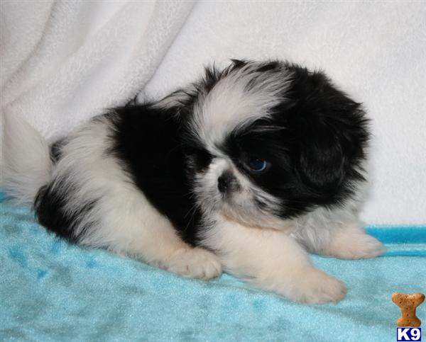 Shih Tzu Puppy for Sale Black/white AKC Shihtzu puppy for
