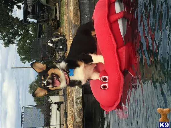 Pembroke Welsh Corgi stud dog