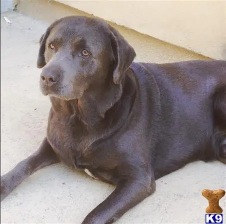 Labrador Retriever stud dog