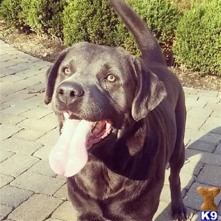 Labrador Retriever stud dog