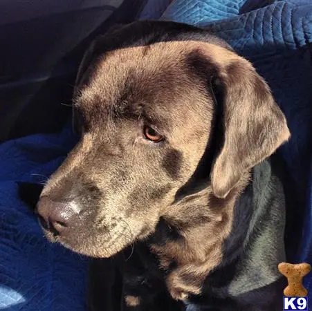 Labrador Retriever stud dog