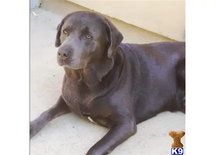 Labrador Retriever