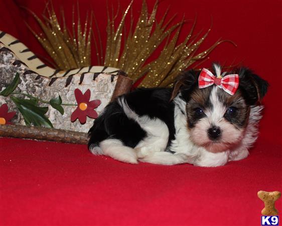 biewer yorkie for sale california biewer stud biewer yorkie for sale in riverside ca 4 years biewer yorkie for sale california biewer stud biewer yorkie for sale in riverside ca 4 years